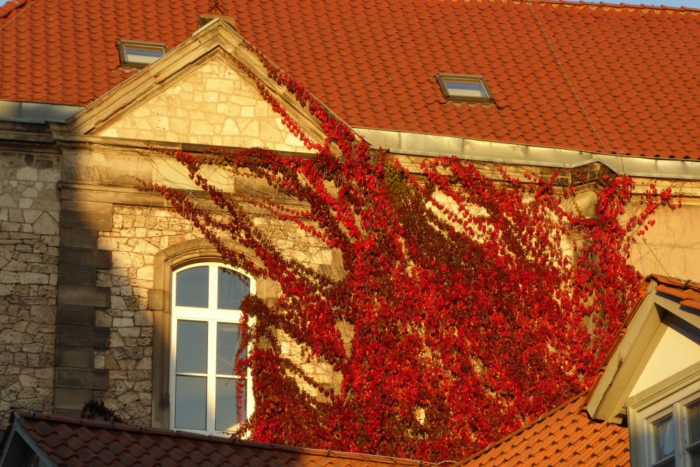 Über zwei andere Dächer und eine Gaube hinweg blickt man auf eine von der tiefstehenden Sonne beschienene Natursteinwand, über der ein rotes Ziegeldach beginnt. In der Wand ist ein einziges großes Fenster zu sehen, dieses befindet sich in einem kleinen Risaliten mit Scheingiebel. Rechts davon ist die Wand bis zur Dachkante mit einem prächtigen,herbstlich rot gefärbten Wilden Wein bewachsen. Einige Ranken ragen vor das Fenster.
